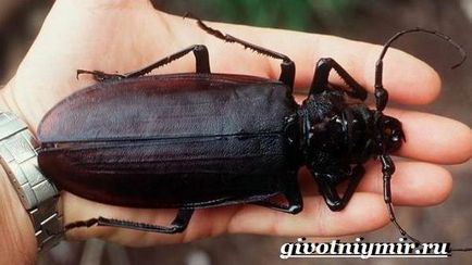 Beetle favágó (favágó) bogár favágó