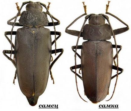 Beetle favágó (az adatok bogarak) bogár favágó