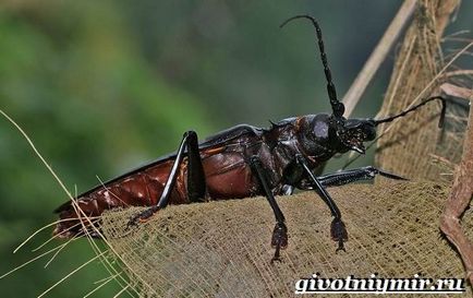 Beetle favágó (favágó bogár) bogár favágó