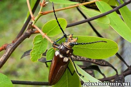 Beetle favágó (bogár titán favágó) bogár favágó