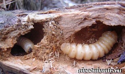Beetle favágó (a név a bogár favágó) bogár favágó