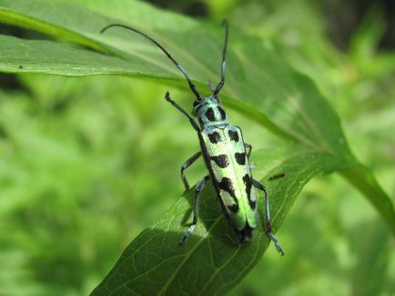 Beetle-gândaci sau gandaci