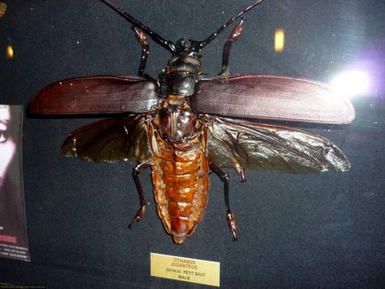 Beetle-gândaci sau gandaci