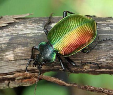 Beetle Krasotel - hasznos ragadozó