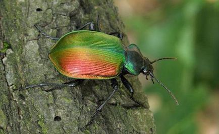 Beetle este frumos - un prădător util