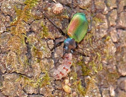 Beetle este frumos - un prădător util