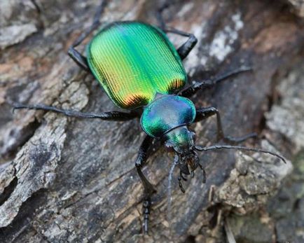 Beetle este frumos - un prădător util