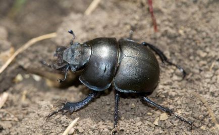 Beetle-strikong metode de luptă
