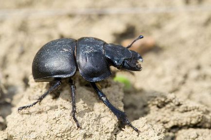 Beetle-strikong metode de luptă