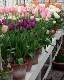 Téli kényszerítve tulipánt március 8, az új év