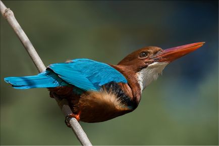 Imagini de păsări și descriere de păsări