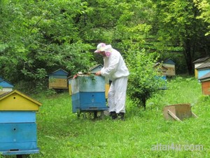 Зимівля бджіл в сараї і бджолянику, зимівнику і іншому приміщенні