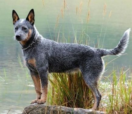 10 Cele mai inteligente rase de câini - українські реалії