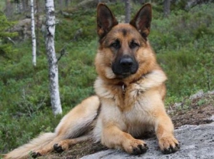 10 Cele mai inteligente rase de câini - українські реалії