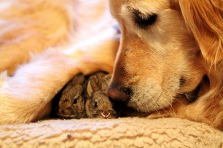 13 Exemple incredibile de bunătate a animalelor pe care trebuie să le învețe de la omenire și să atragă bunătate