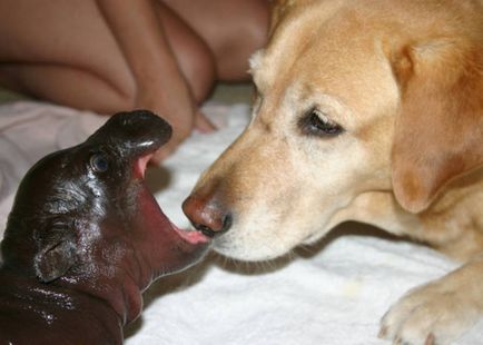 13 Exemple incredibile de bunătate a animalelor pe care trebuie să le învețe de la omenire și să atragă bunătate