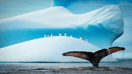 35 legszebb képek a hang Penguins (Penguins) 35 legszebb kép, mint a pingvinek lógni