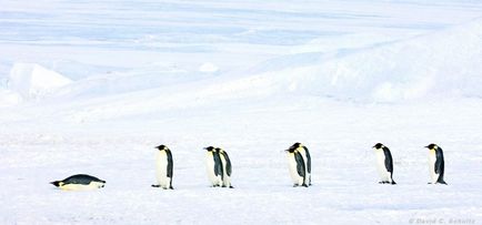 35 Cele mai frumoase fotografii ale pinguinilor