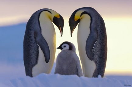 35 Cele mai frumoase fotografii ale pinguinilor