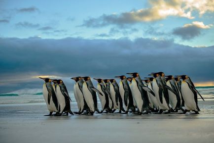35 милих фотографій як тусуються пінгвіни