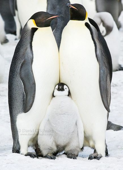 35 милих фотографій як тусуються пінгвіни