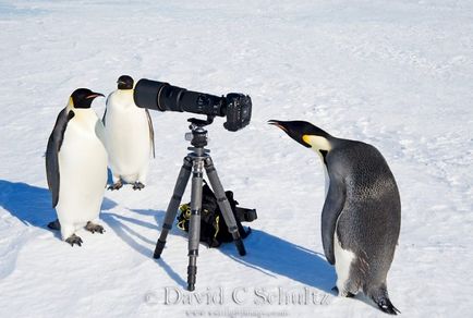 35 Cele mai frumoase fotografii ale pinguinilor