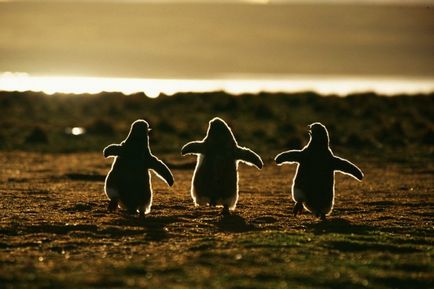 35 Cele mai frumoase fotografii ale pinguinilor