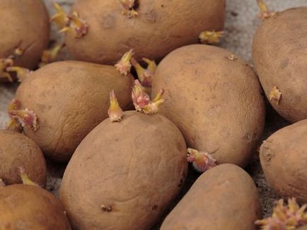 8 Secretele unei recolte bune de cartofi