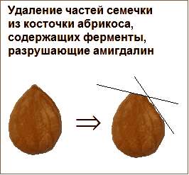 Абрикос - властивості, рецепти і способи застосування, використання для профілактики раку