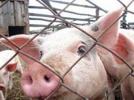 Африканська чума свиней - симптоми і наслідки