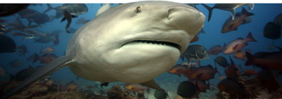 Акули і вироби з акулячої шкіри запрошуємо купити в інтернет бутіку - екзотична шкіра