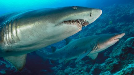 Акули і вироби з акулячої шкіри запрошуємо купити в інтернет бутіку - екзотична шкіра