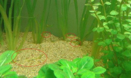 Descrierea, reproducerea, întreținerea și îngrijirea plantelor de acvariu vallisneria