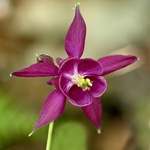 Aquilegia - fotók virágok, termesztés