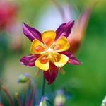 Aquilegia - fotók virágok, termesztés