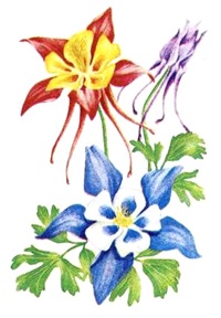 Aquilegia - fotók virágok, termesztés