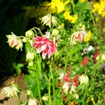 Аквілегія - фото квітів, вирощування