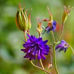 Aquilegia - fotók virágok, termesztés