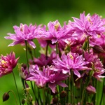 Aquilegia - fotók virágok, termesztés