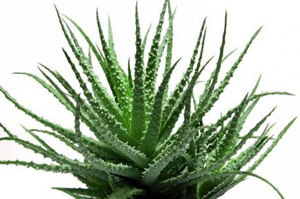 Aloe pentru rinita pentru adulti si copii