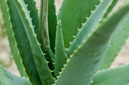 Aloe hideg felnőtteknek és gyerekeknek