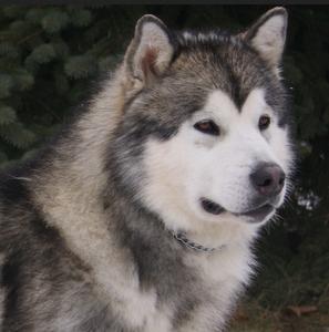 Alaamul Malamute