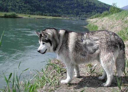 Alaamul Malamute