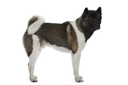 Americană Akita