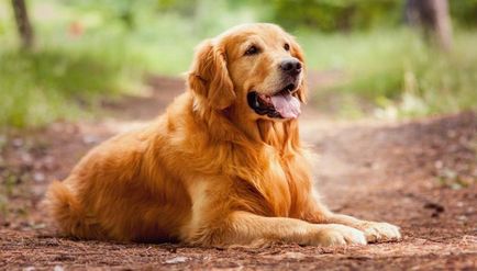 American Cocker Spaniel 1