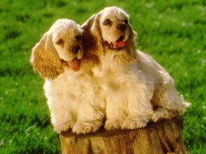 American Cocker Spaniel 1