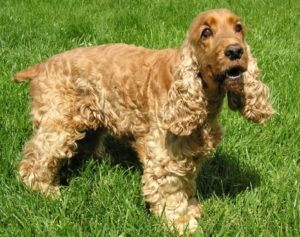 American Cocker Spaniel 1