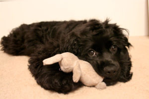 American Cocker Spaniel 1