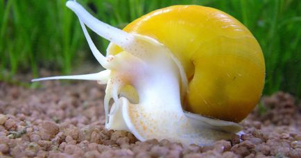 Ampularia în acvariu - conținut și reproducere, boli