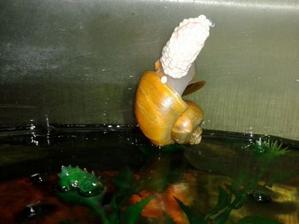 Ampularia în acvariu - conținut și reproducere, boli